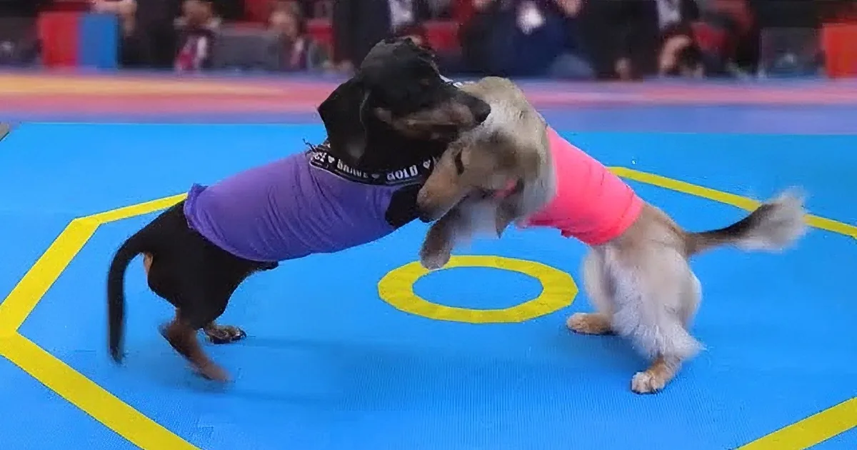 Two dogs in colorful shirts are playfully wrestling on a blue mat with a yellow ring.