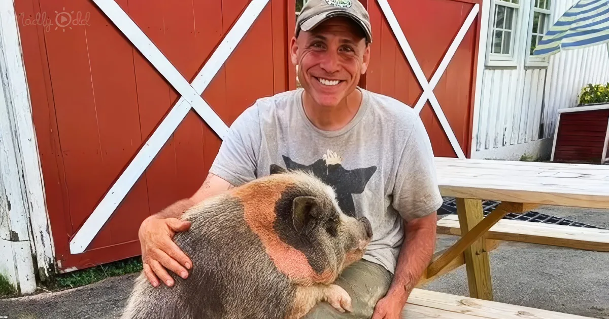 Pig rescued after ten years