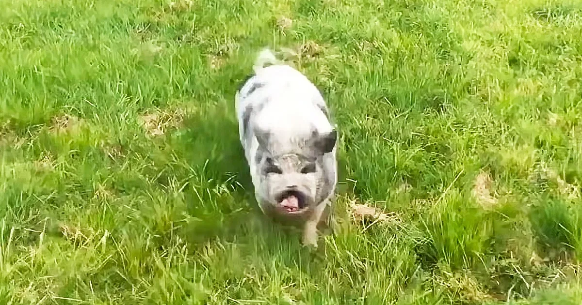 A pig with a white and gray coat stands in a grassy field, its tongue slightly out.