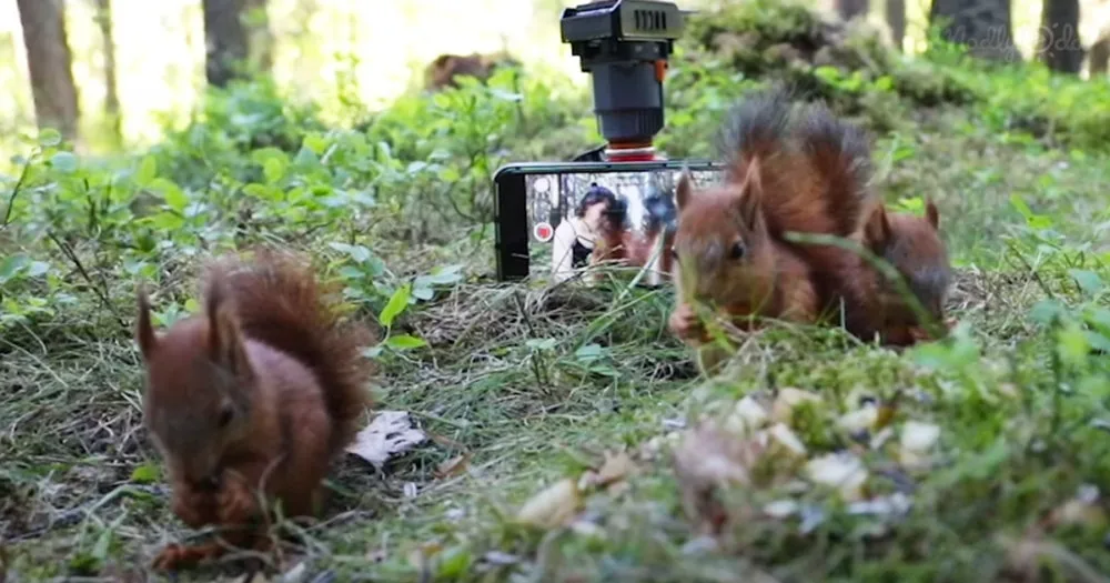 orphaned baby red squirrels