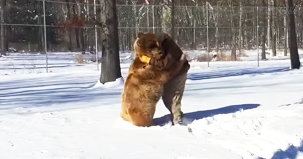 Man cuddles 1,500 pound bear