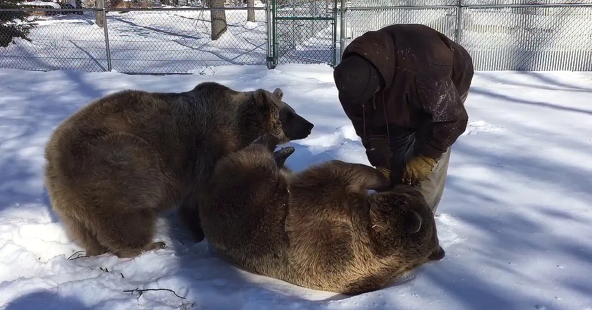 Man Cuddles 1,500 Pound Bear He Cared for as an Orphan