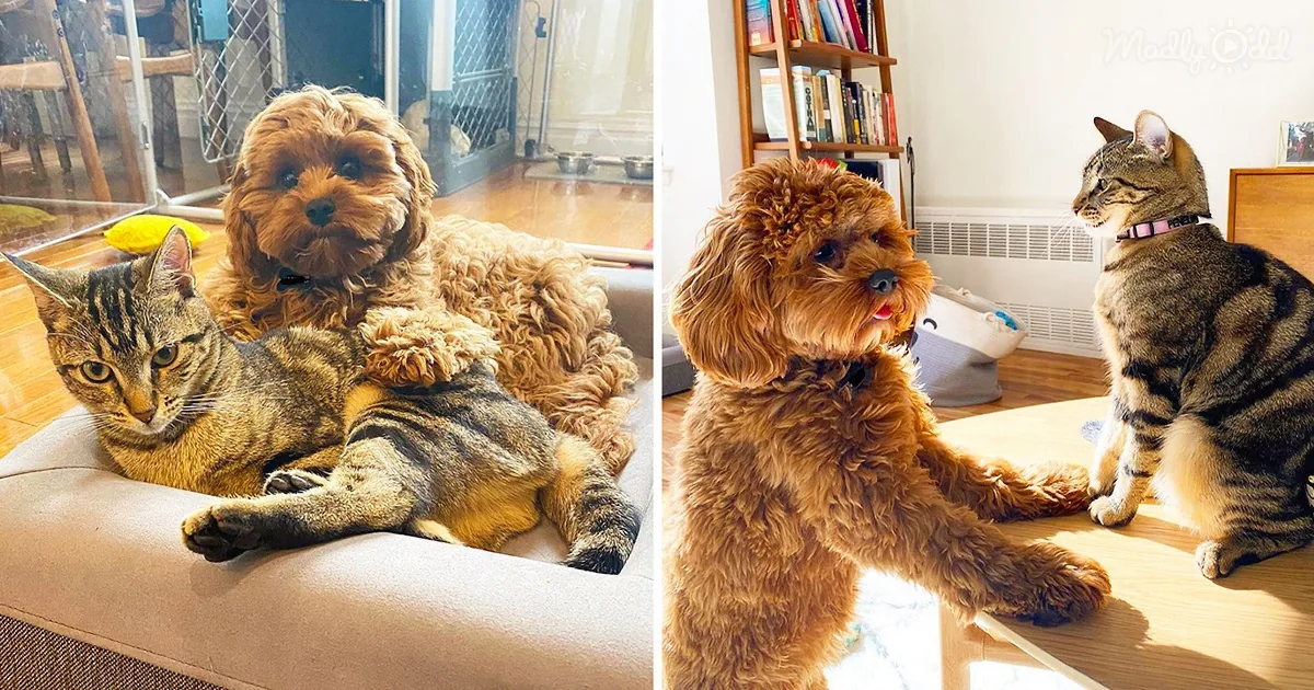 Kitten Doesn't Want to Share Her Puppy Sister With Anyone Else