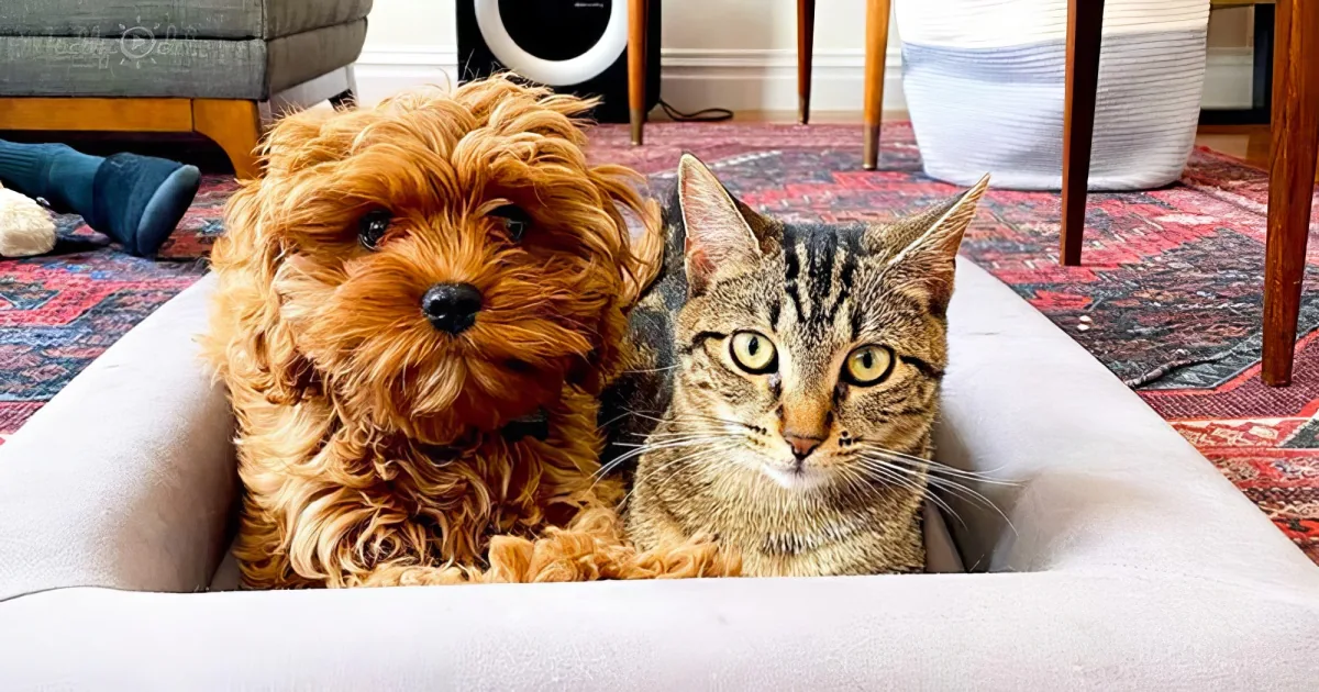 Kitten and puppy