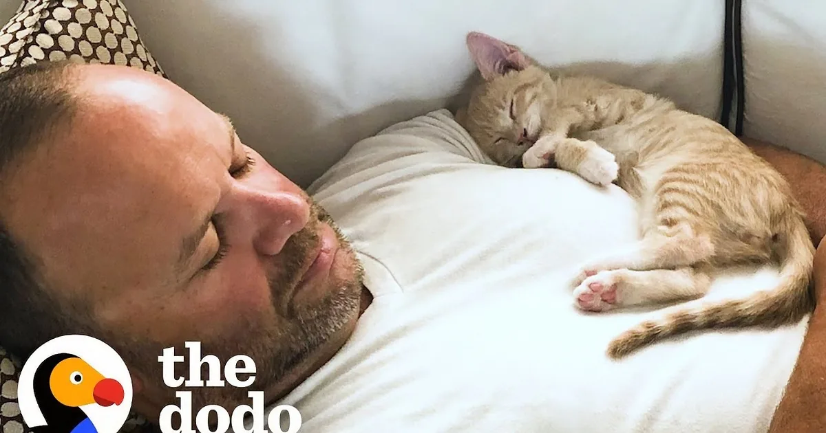 Obsessed Kitten Follows His Dad Everywhere