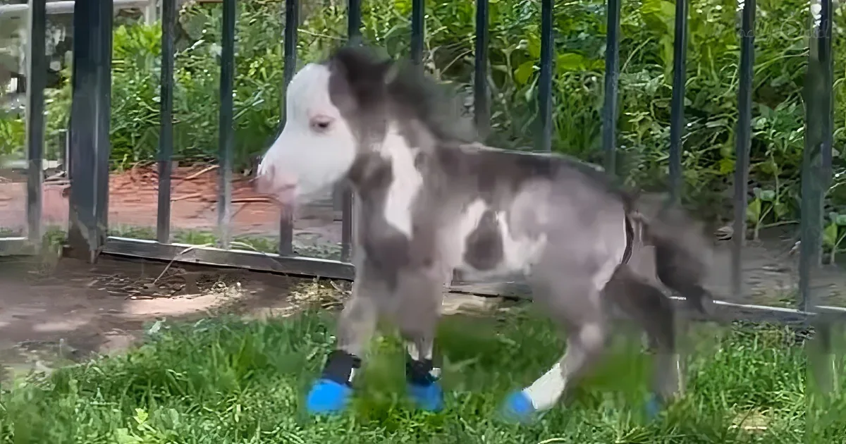 A small, spotted calf with blue booties walks on grass near a metal fence.
