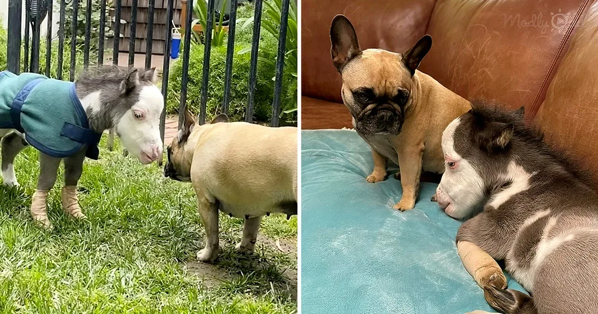 Abandoned Disable Horse Finds Comfort With His New 3 Puppy Friends