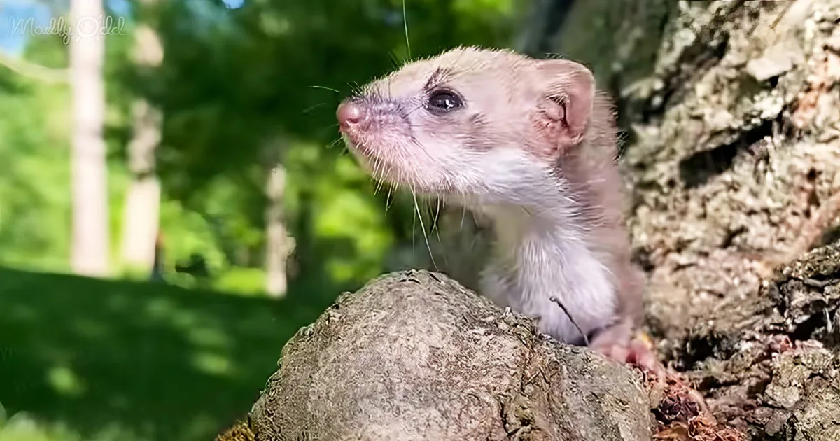 A curious weasel with light fur and whiskers is perched on a tree branch, gazing upward.