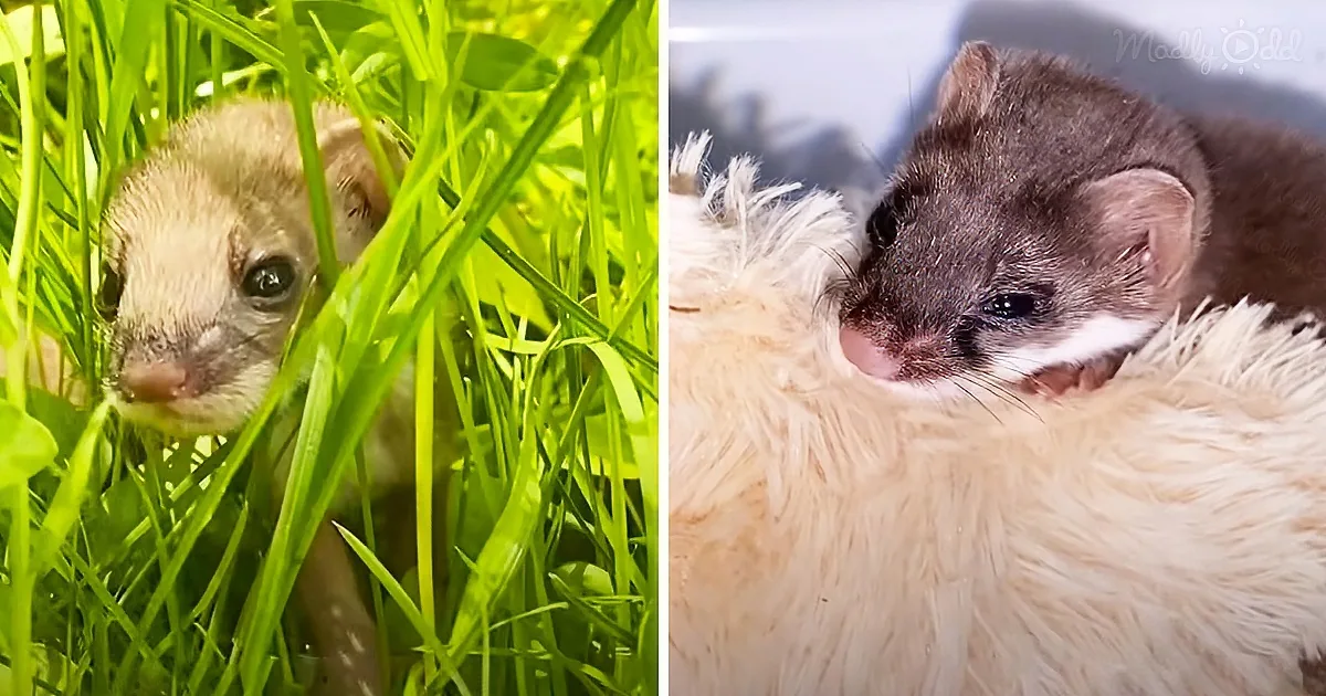 Abandoned Furbaby Found in a Sink Decides That a Stuffed Bunny Is His Mom