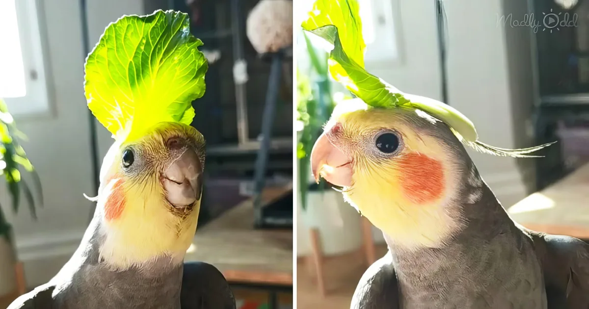 Bright little parrot whistle