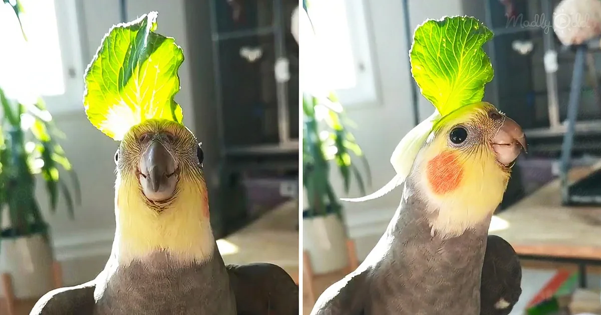 A cockatiel with a lettuce leaf on its head, looking curious and adorable.