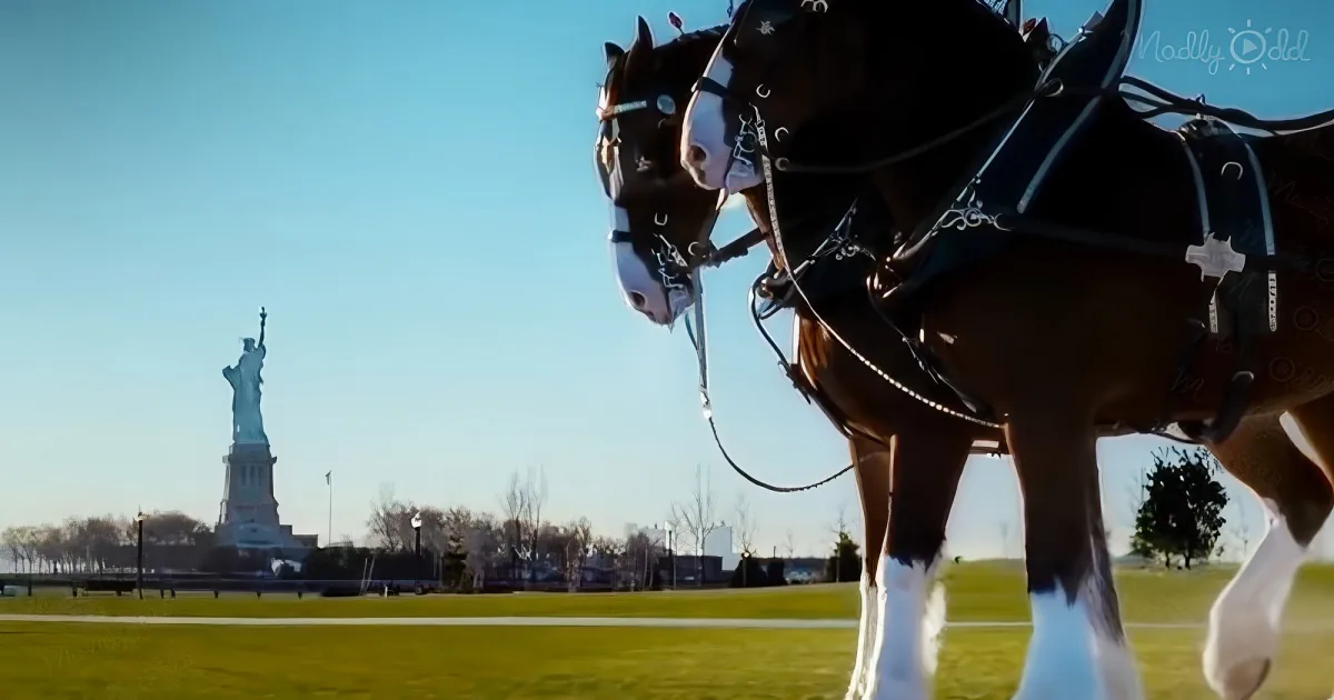 Budweiser's 9/11 Tribute