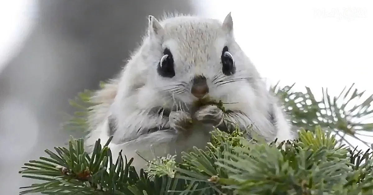 The Cutest Animal in the World May Be the Japanese Flying Squirrel
