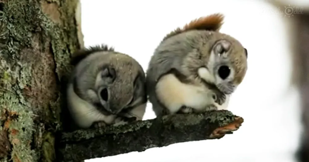 Japanese Flying Squirrel