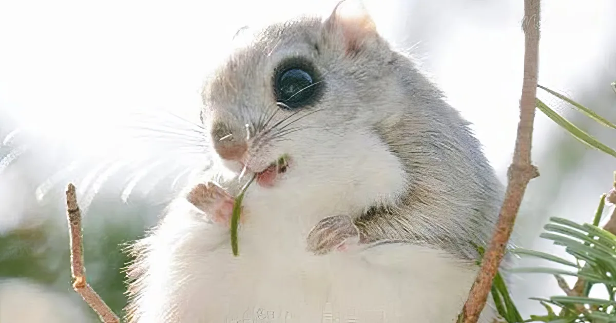 Japanese Flying Squirrel