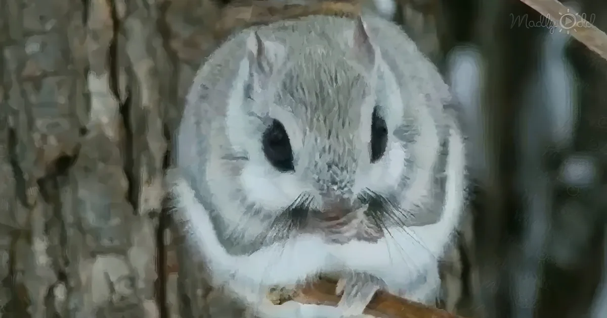 Japanese Flying Squirrel