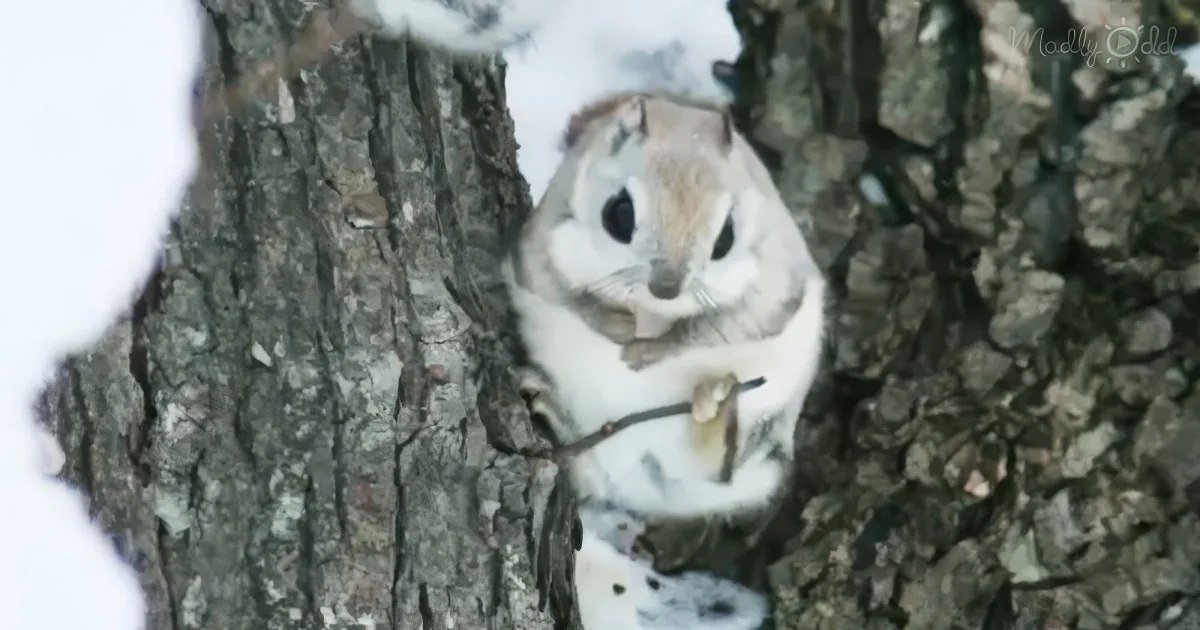 Japanese Flying Squirrel