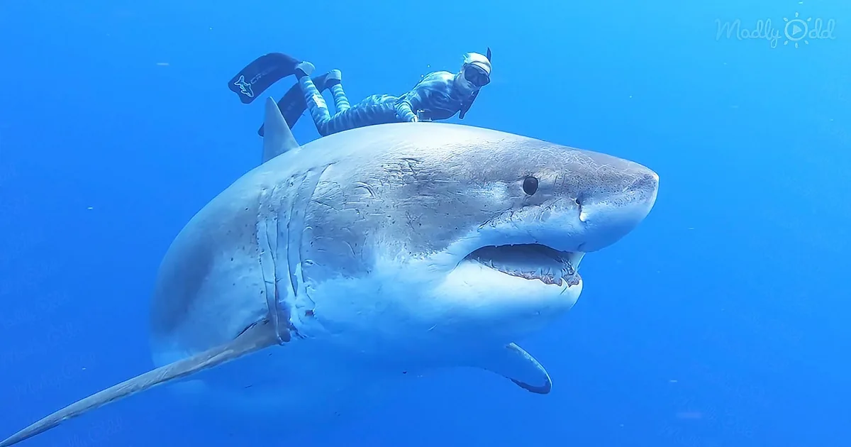 A diver is riding on the back of a large shark in the ocean.