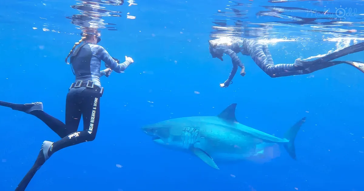 Two scuba divers observe sharks swimming in clear blue water.