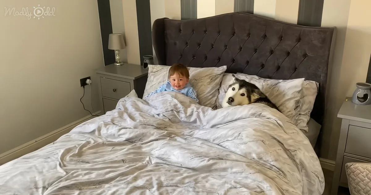 Husky and little boy