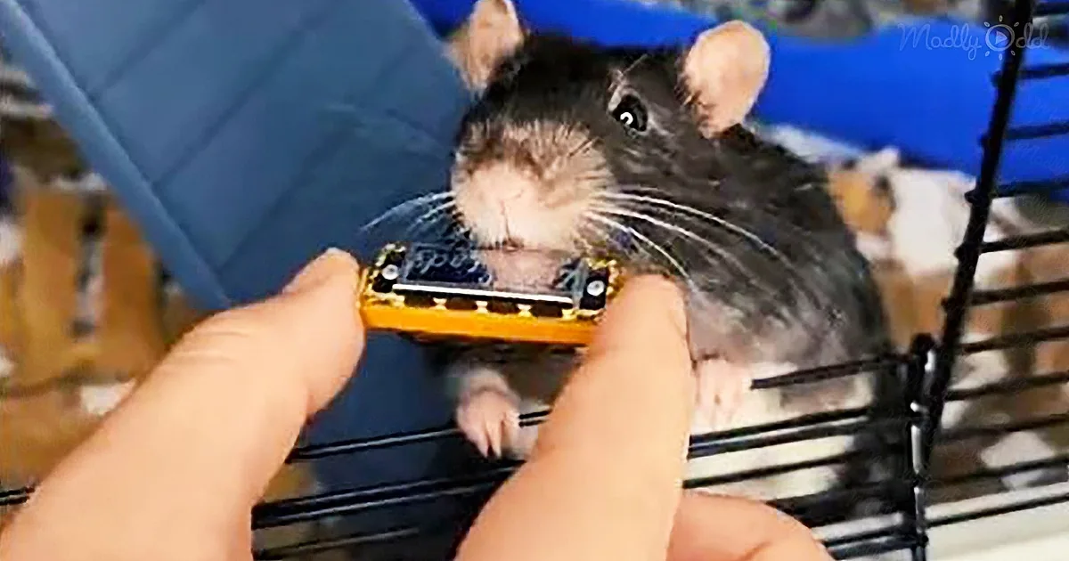 A rat is being held by a person's hands, with its mouth on a harmonica.