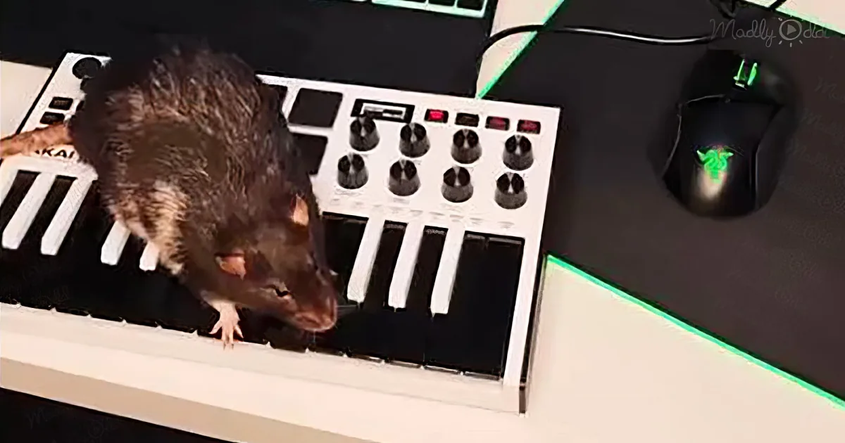 A rat is playing a keyboard, with its paws on the keys and a computer mouse nearby.