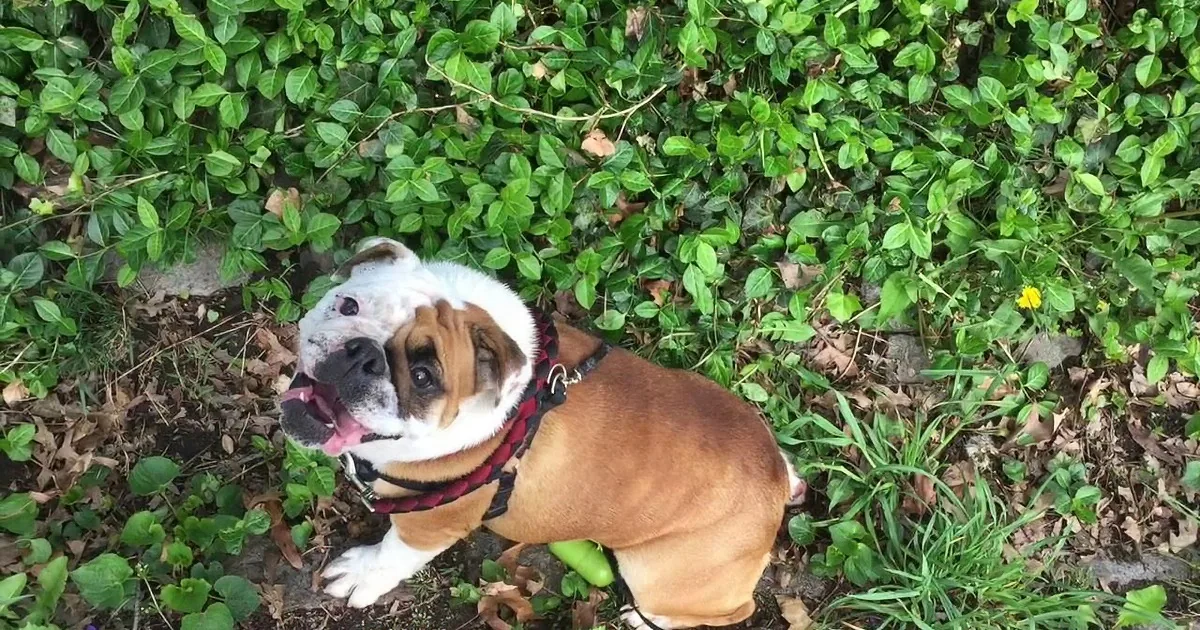 Juju the English Bulldog Has a Jolly Old Time Rolling Down a Hill
