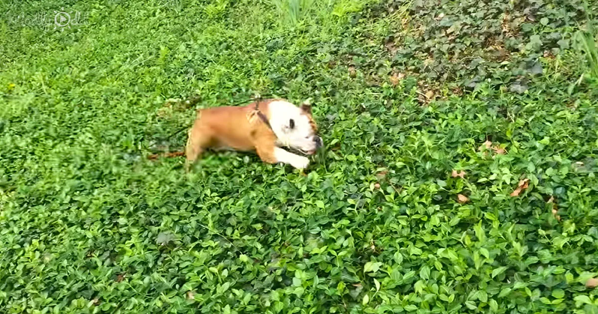 Juju the English Bulldog