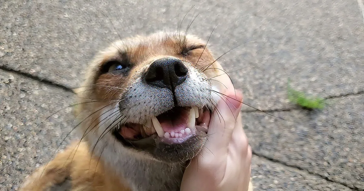 Finnegan Fox Has the Most Adorable Way of Saying Good Morning