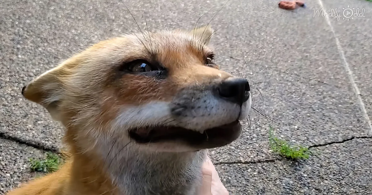 A close-up of a fox with a curious expression, looking upwards, on a paved surface.