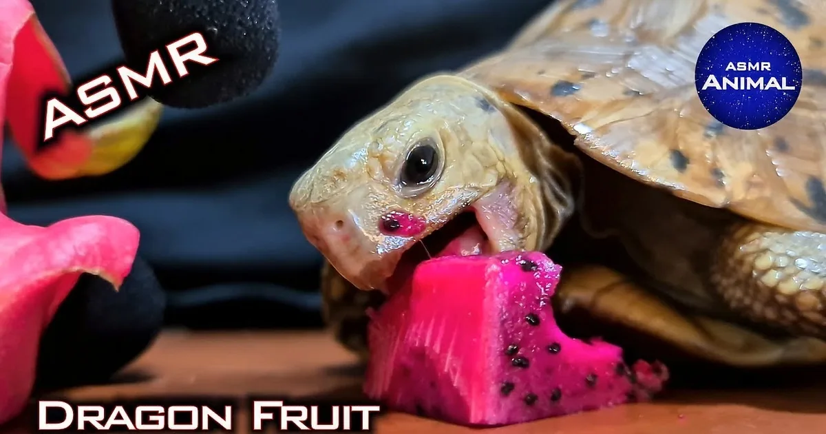 Turtle Noisily Eating Delicious Red Dragon Fruit Is Relaxing Asmr Fun