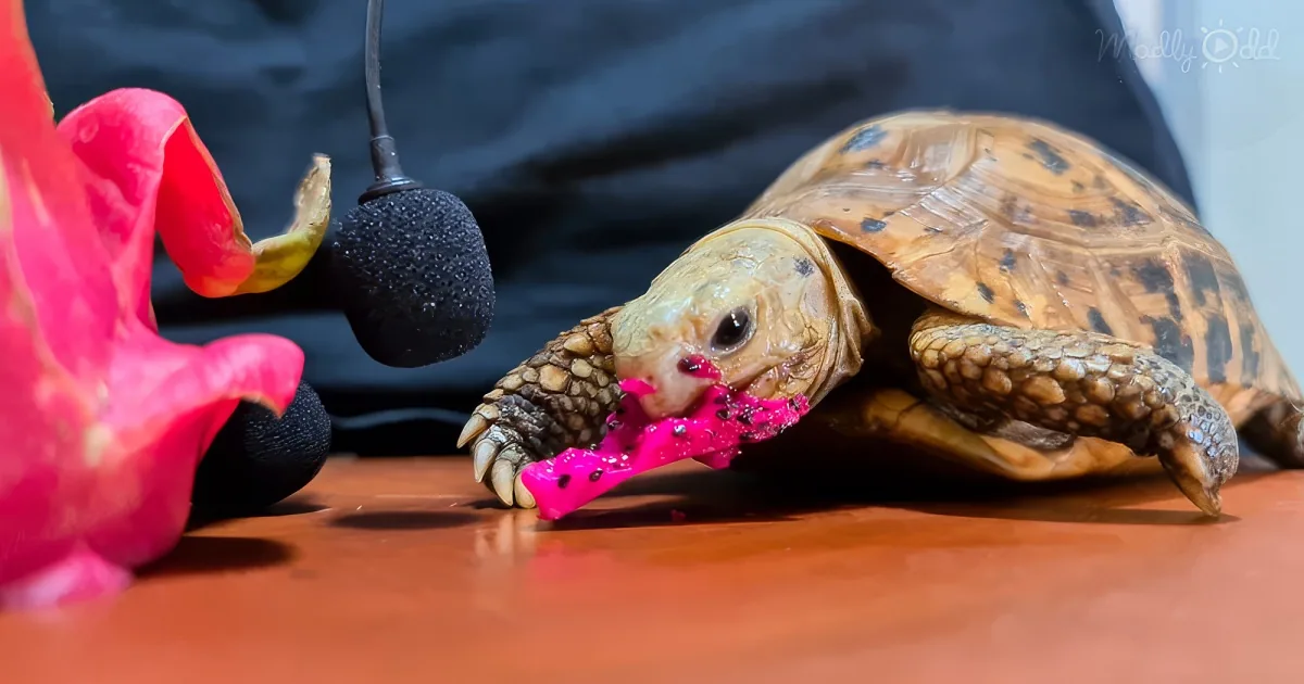 Turtle eating dragon fruit