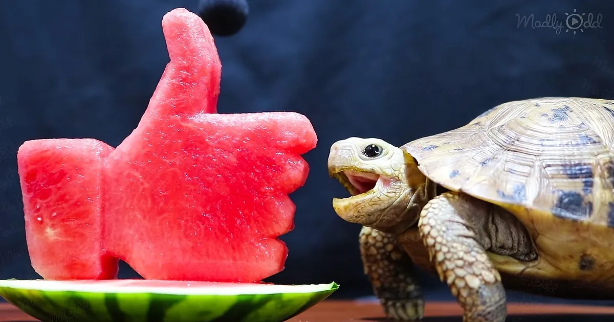 Asmr Turtle Loudly Munching on a Watermelon ''Like Button''