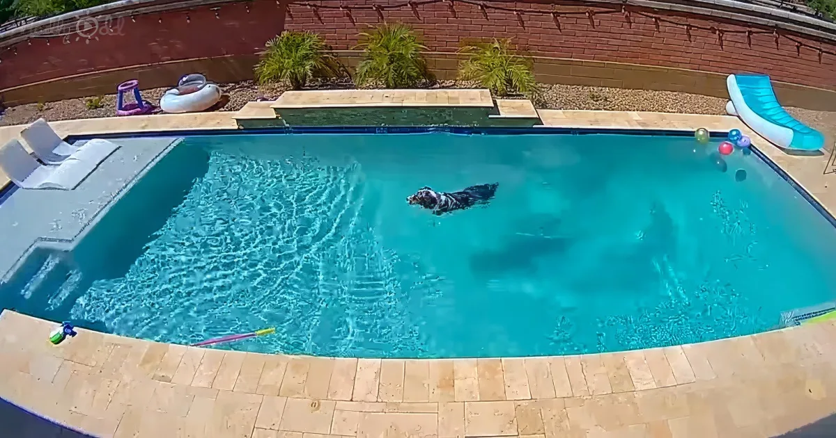 Border Collie's pool day