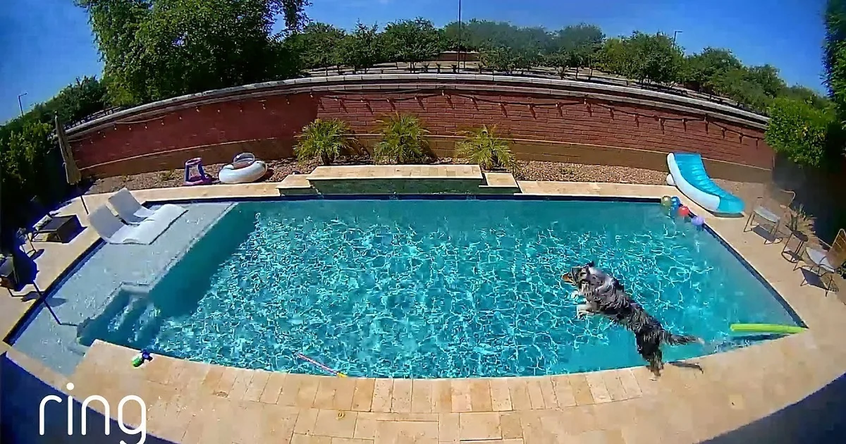 Border Collie Finds Himself Home Alone, Decides It's Pool Day and Fun