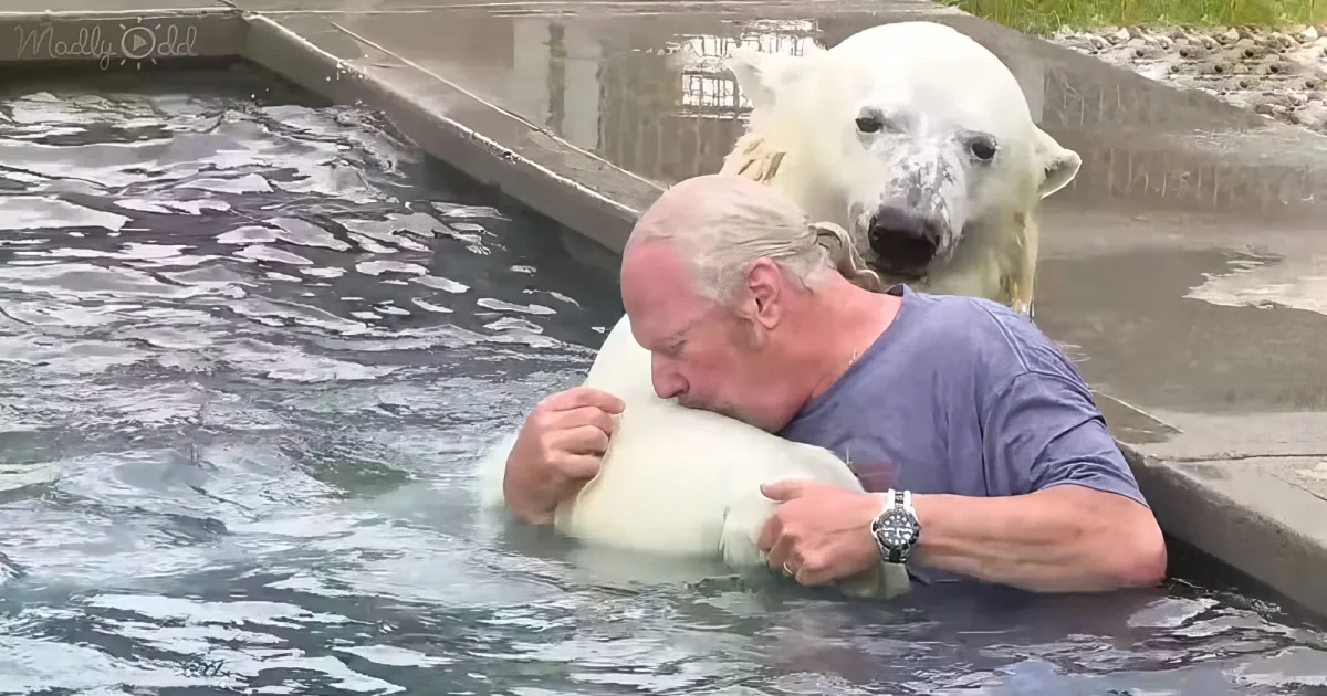 Man and white bear