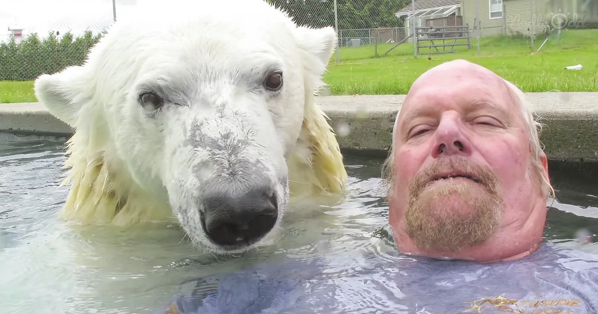 A polar bear and a man are partially submerged in water, with the bear looking directly at the camera.
