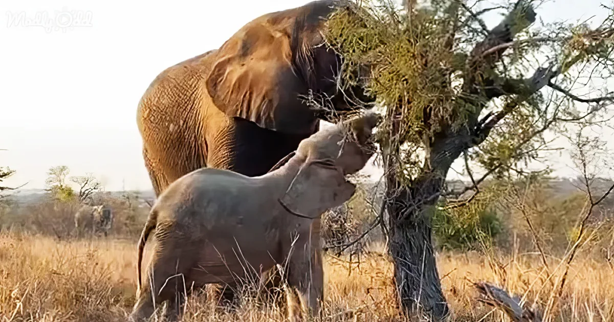 An elephant is feeding on a tree in a dry, grassy landscape.