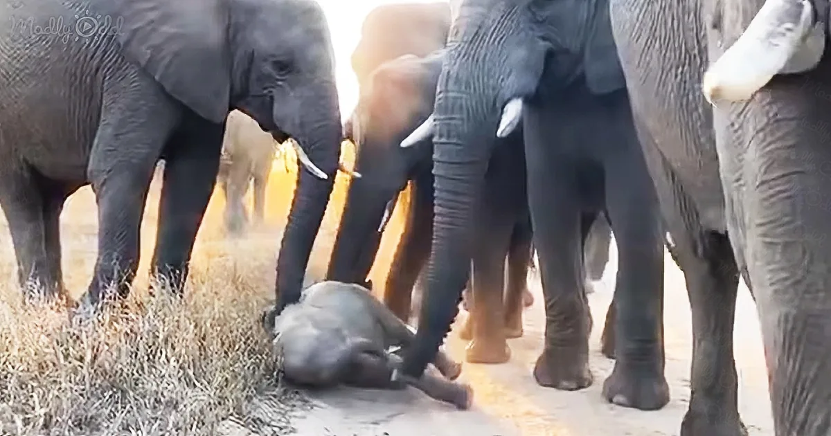 Protective Elephant Herd Stops to Check on Youngest Who Just Took a Tumble.