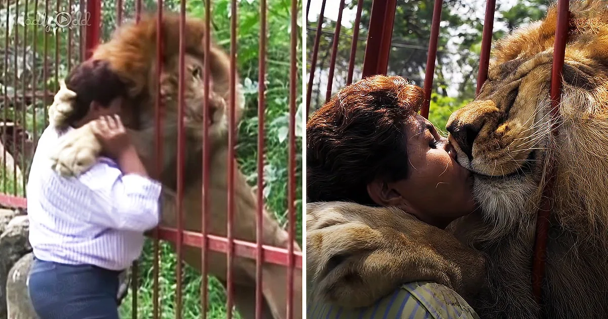 A lion and a person share a tender moment, with the lion nuzzling the person's face through a cage.
