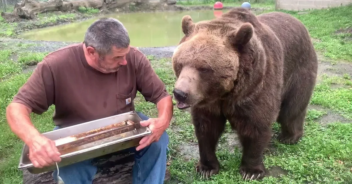 Patient Grizzly Bear Sits and Waits to Be Spoon-Fed Honey.