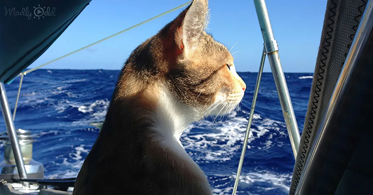 Woman sail around the world with her rescue cat