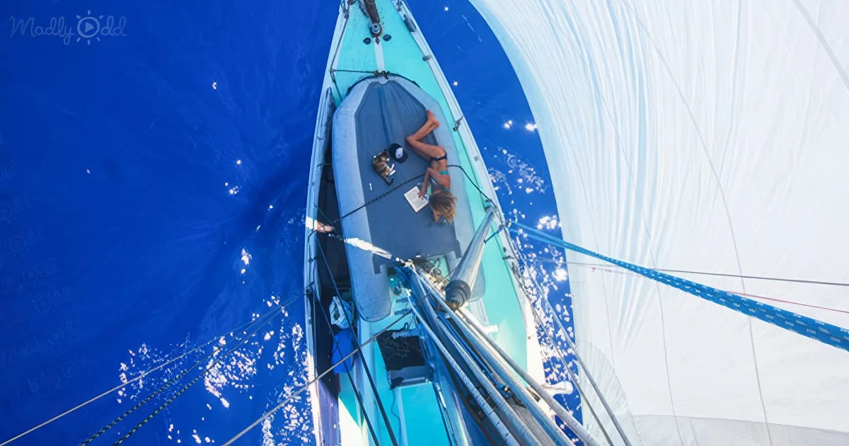 Woman sail around the world with her rescue cat