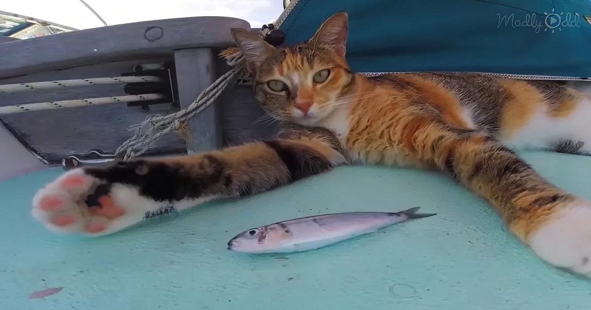 Woman sail around the world with her rescue cat
