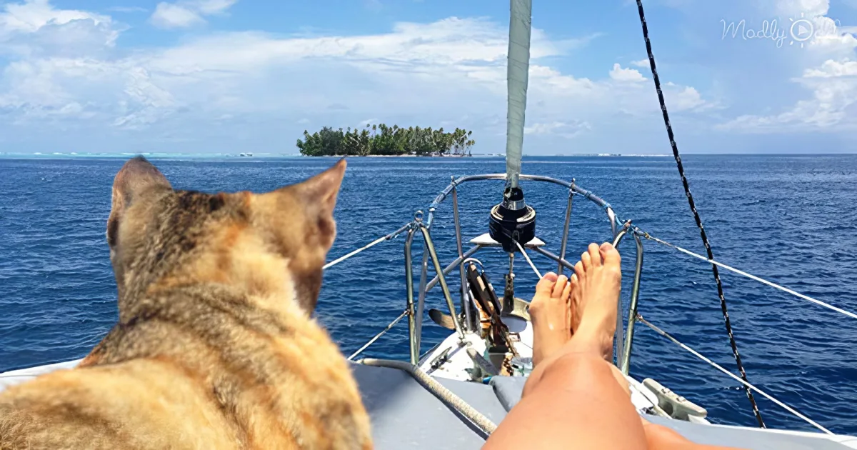 Woman sail around the world with her rescue cat
