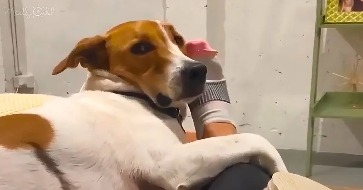A dog with a brown and white coat is lying down, looking to the side with a calm expression.