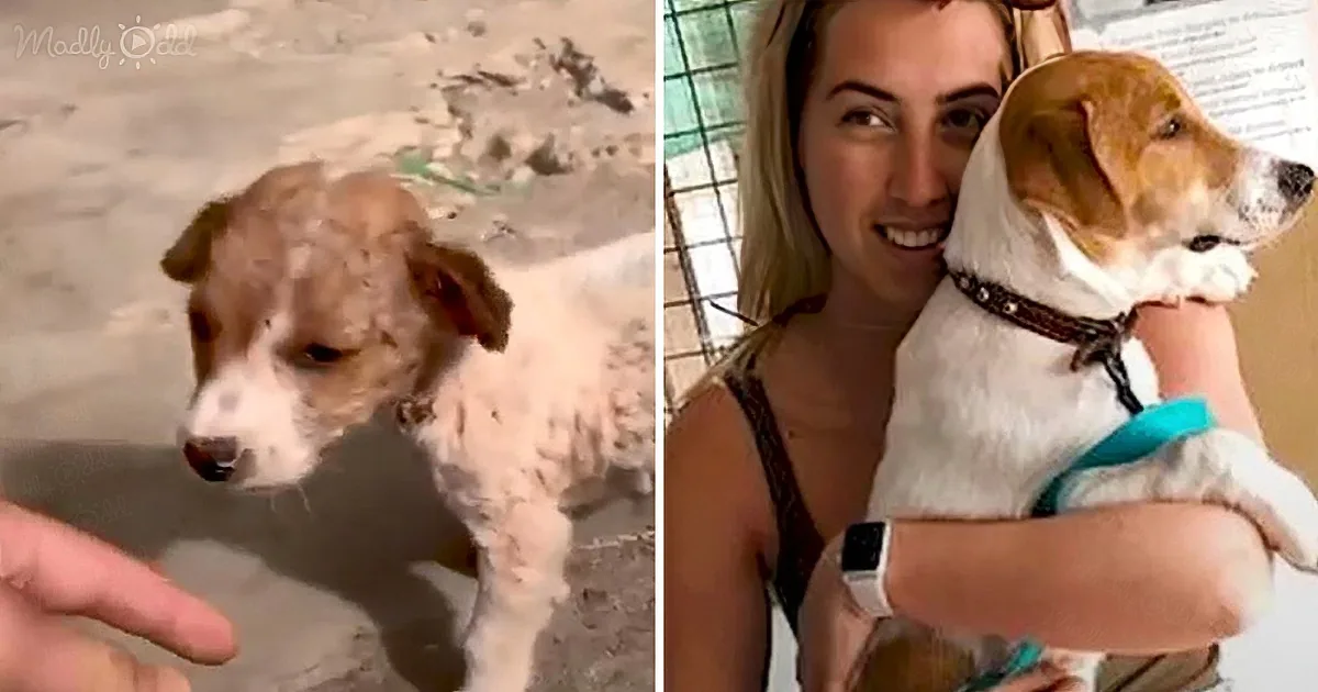 A dog, initially dirty, is shown being cleaned and held by a person, highlighting its transformation.