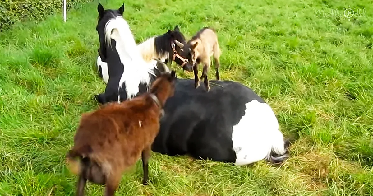 Please, Mr. Horse...'' the Little Goats Begged. ''Come Play With Us!
