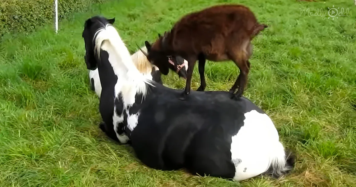 Horse and little goats