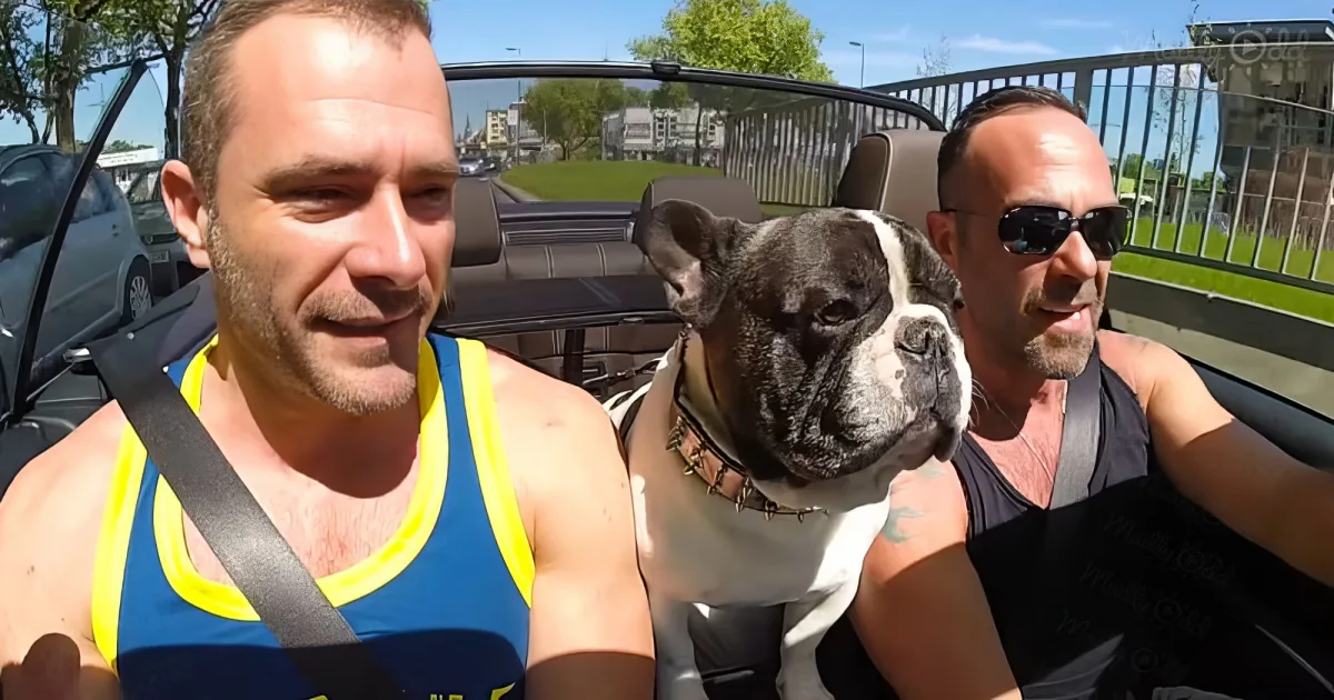 Singing French Bulldog